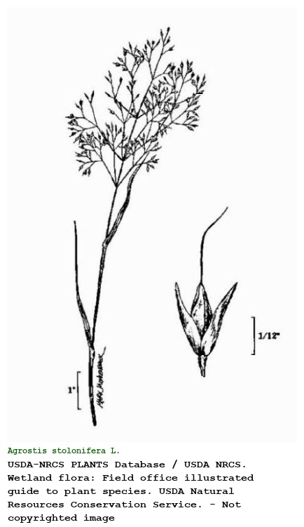 Agrostis stolonifera L.
